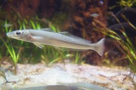 Silver Sillago Fish